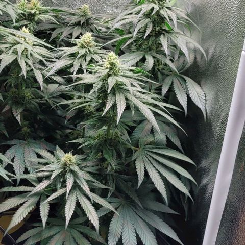 Dance world cbd growlog timeline photo