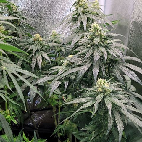 Dance world cbd growlog timeline photo