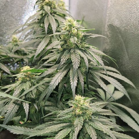 Dance world cbd growlog timeline photo