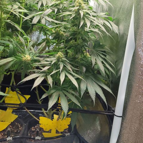 Dance world cbd growlog timeline photo