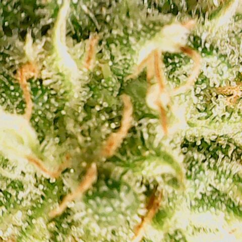 Dance world cbd growlog timeline photo