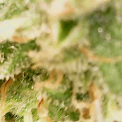 Dance world cbd growlog timeline photo