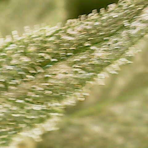 Dance world cbd growlog timeline photo