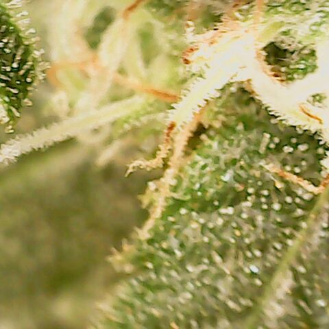 Dance world cbd growlog timeline photo