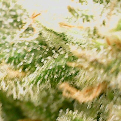Dance world cbd growlog timeline photo