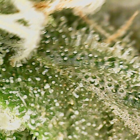 Dance world cbd growlog timeline photo