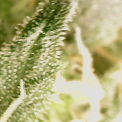 Dance world cbd growlog timeline photo