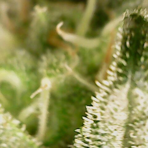 Dance world cbd growlog timeline photo
