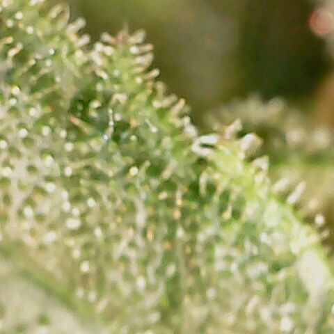 Dance world cbd growlog timeline photo