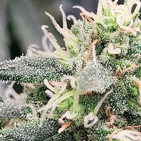 Dance world cbd growlog timeline photo