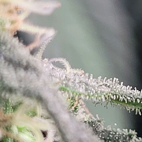 Dance world cbd growlog timeline photo