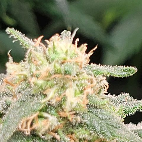 Dance world cbd growlog timeline photo