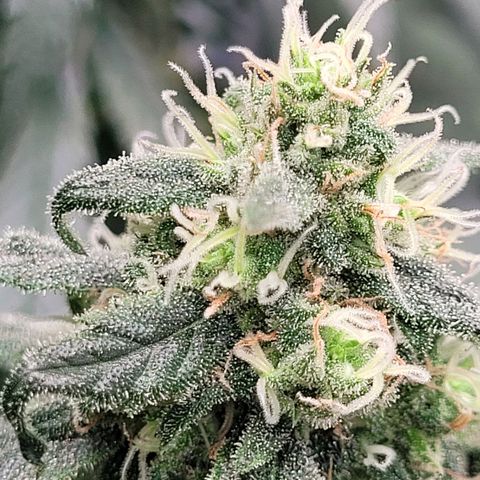 Dance world cbd growlog timeline photo