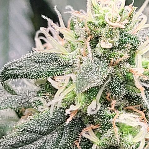Dance world cbd growlog timeline photo