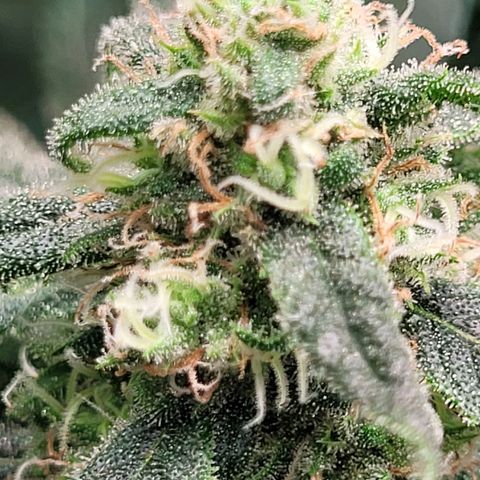 Dance world cbd growlog timeline photo