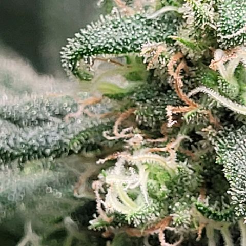 Dance world cbd growlog timeline photo