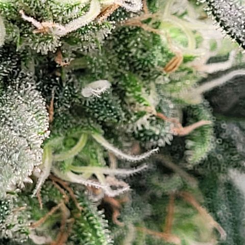 Dance world cbd growlog timeline photo