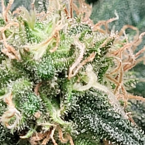 Dance world cbd growlog timeline photo
