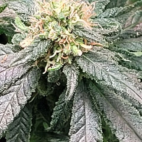 Dance world cbd growlog timeline photo