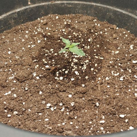 Tropicanna Poison Fast Version growlog timeline photo