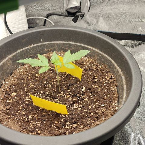 Tropicanna Poison Fast Version growlog timeline photo