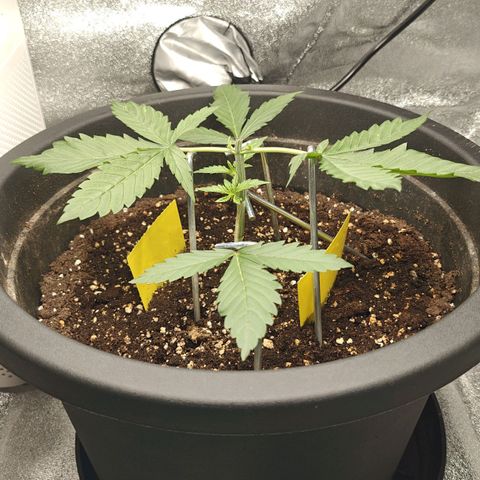 Tropicanna Poison Fast Version growlog timeline photo