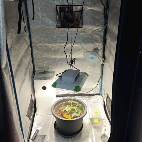 Tropicanna Poison Fast Version growlog timeline photo
