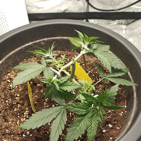 Tropicanna Poison Fast Version growlog timeline photo