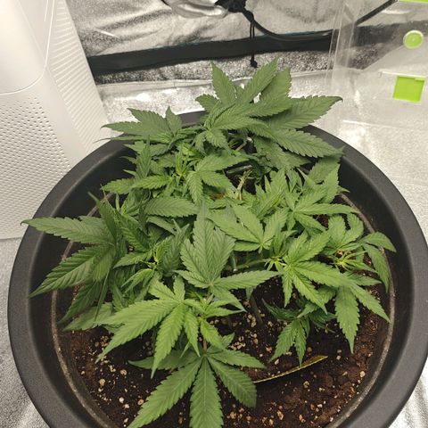 Tropicanna Poison Fast Version growlog timeline photo