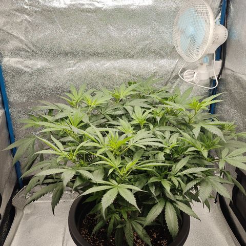 Tropicanna Poison Fast Version growlog timeline photo