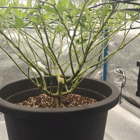 Tropicanna Poison Fast Version growlog timeline photo