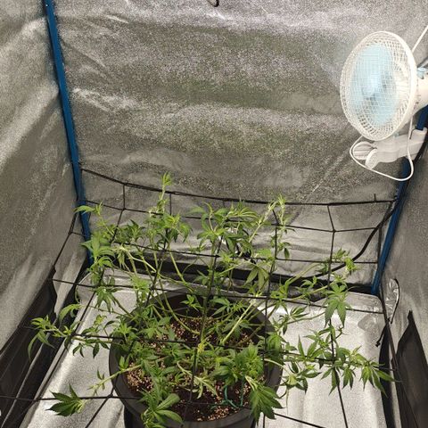 Tropicanna Poison Fast Version growlog timeline photo