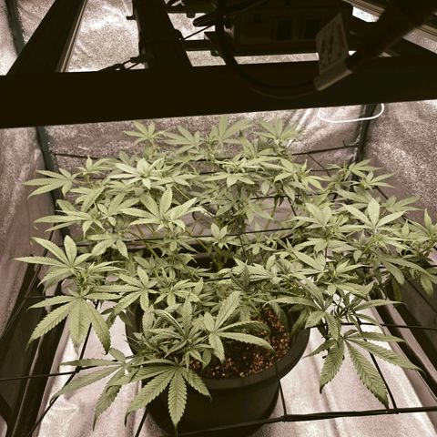 Tropicanna Poison Fast Version growlog timeline photo