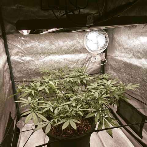 Tropicanna Poison Fast Version growlog timeline photo