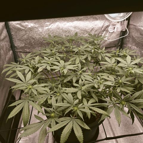 Tropicanna Poison Fast Version growlog timeline photo