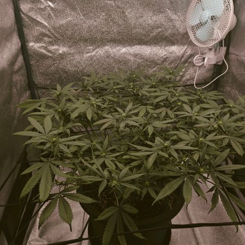 Tropicanna Poison Fast Version growlog timeline photo