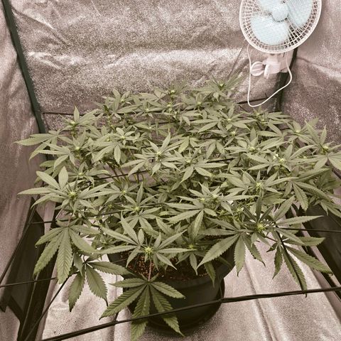 Tropicanna Poison Fast Version growlog timeline photo