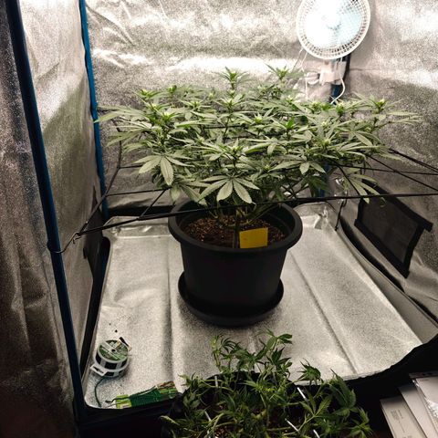 Tropicanna Poison Fast Version growlog timeline photo