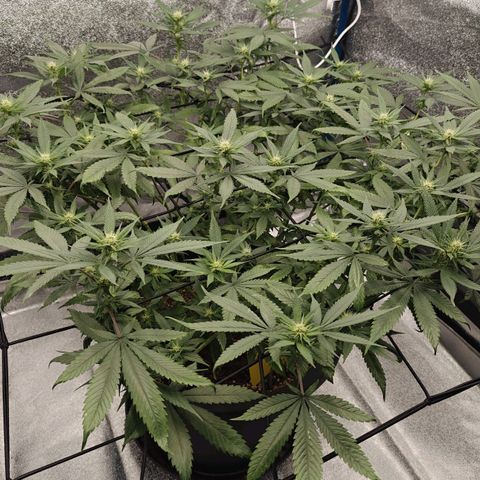 Tropicanna Poison Fast Version growlog timeline photo
