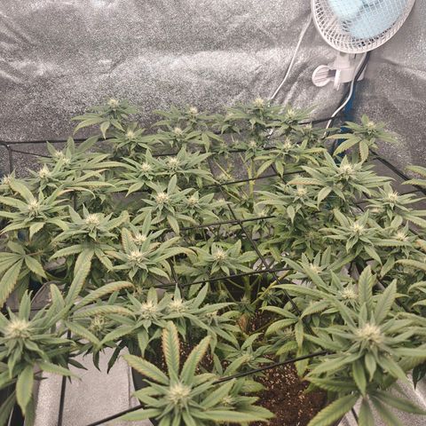 Tropicanna Poison Fast Version growlog timeline photo