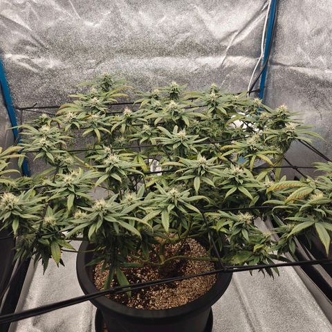 Tropicanna Poison Fast Version growlog timeline photo