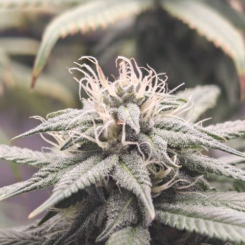 Tropicanna Poison Fast Version growlog timeline photo