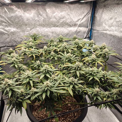 Tropicanna Poison Fast Version growlog timeline photo