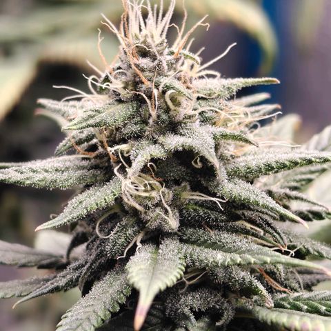 Tropicanna Poison Fast Version growlog timeline photo
