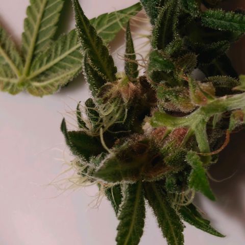 Tropicanna Poison Fast Version growlog timeline photo