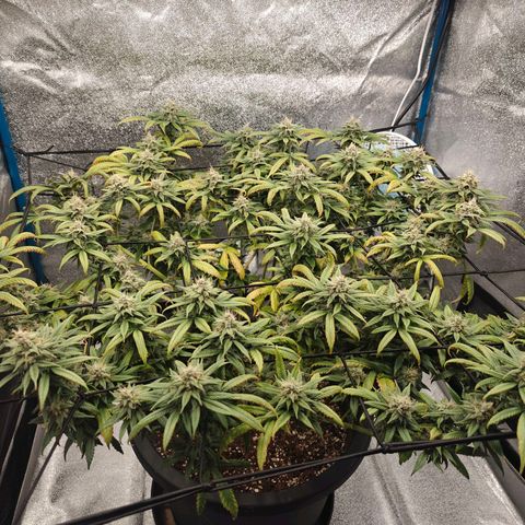 Tropicanna Poison Fast Version growlog timeline photo