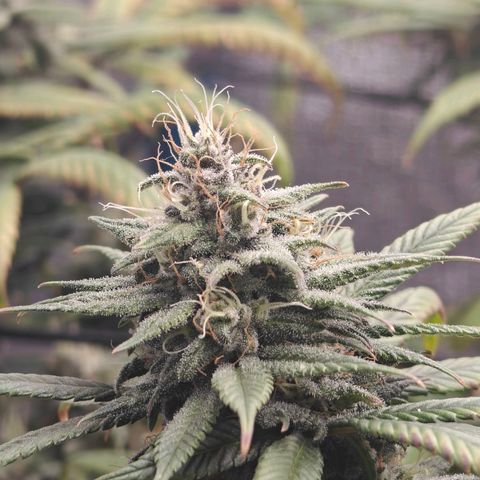 Tropicanna Poison Fast Version growlog timeline photo