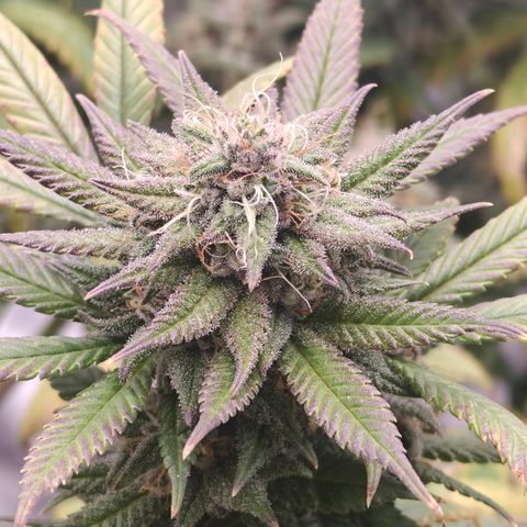 Tropicanna Poison Fast Version growlog timeline photo