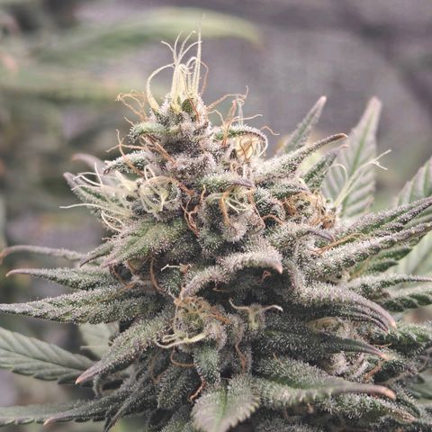 Tropicanna Poison Fast Version growlog timeline photo