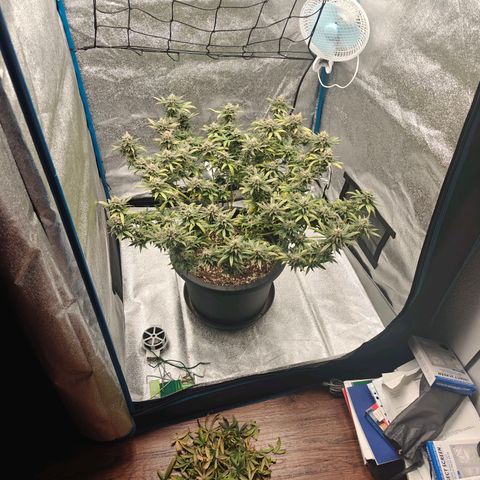 Tropicanna Poison Fast Version growlog timeline photo